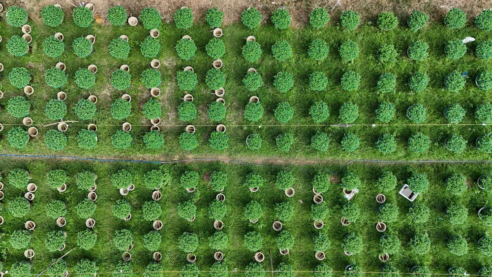 Vạt hoa cúc xanh tốt của nông dân xã Vệ Giang nhìn từ trên cao. IMG_20251202_141047.jpg