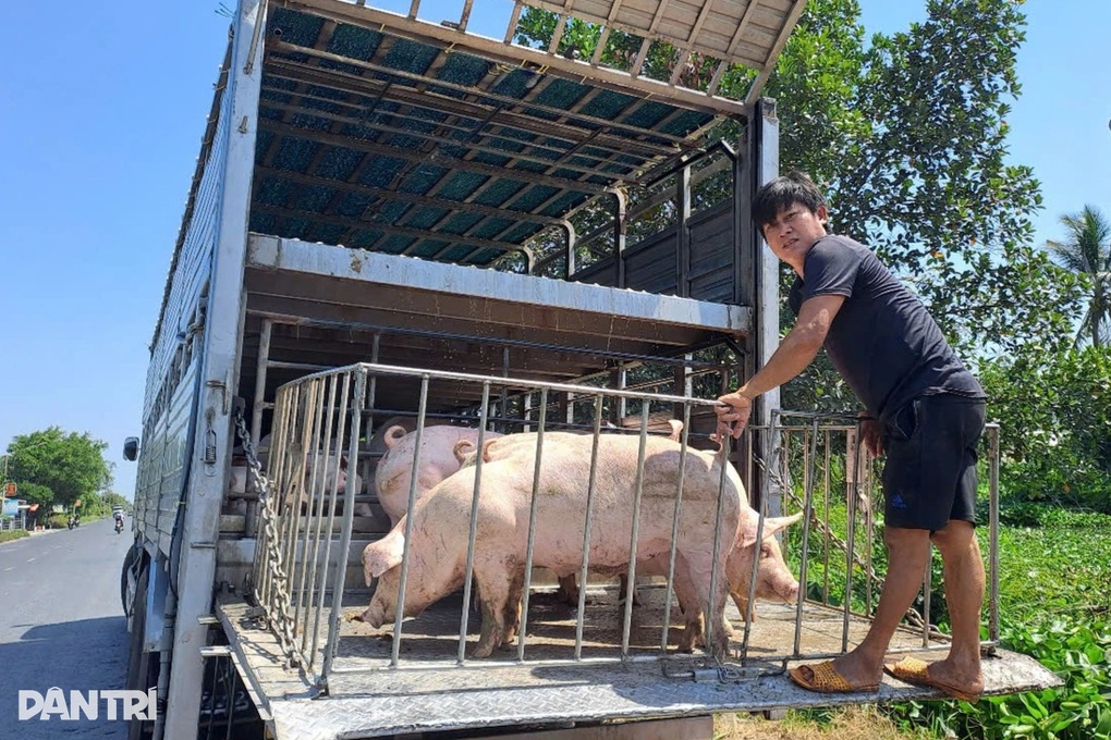 Việt Nam chi hơn nửa tỷ USD nhập khẩu thịt từ Ấn Độ - 2