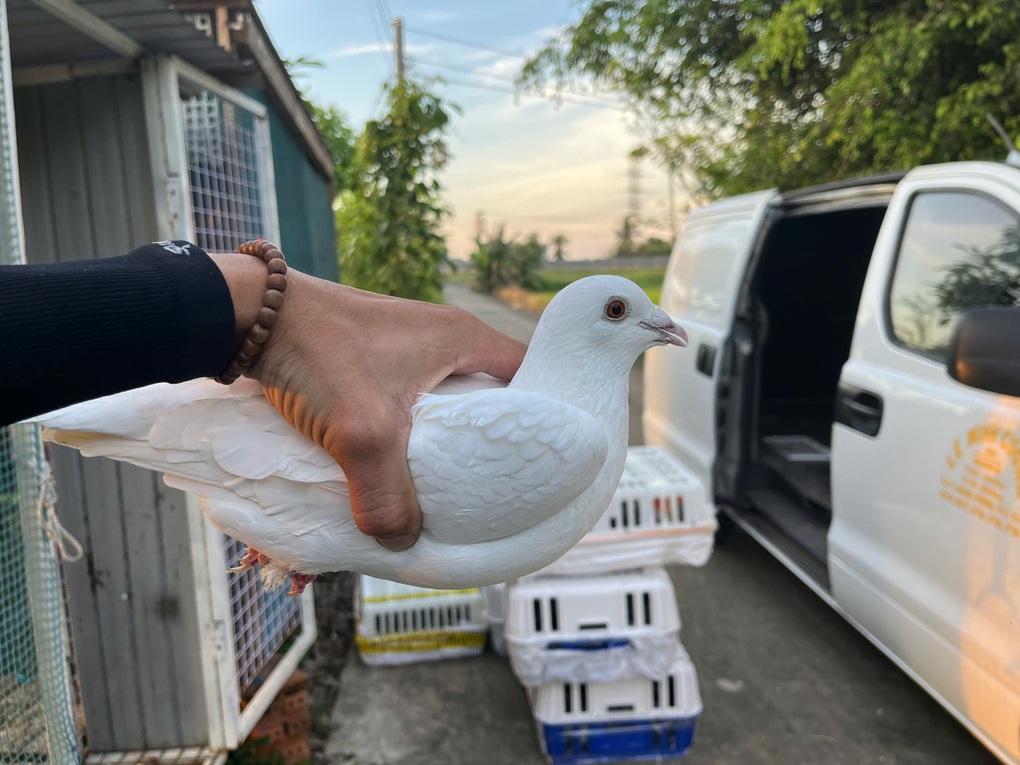 Chàng trai Việt đưa 500 bồ câu sang thả ở Viêng Chăn mừng Quốc khánh Lào - 3