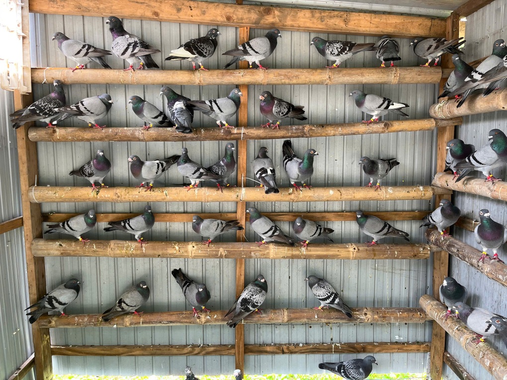 Chàng trai Việt đưa 500 bồ câu sang thả ở Viêng Chăn mừng Quốc khánh Lào - 5