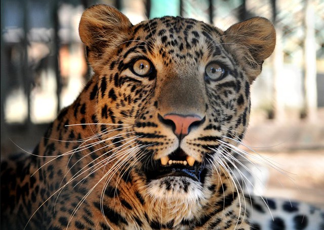 Được xác nhận tuyệt chủng 40 năm, loài vật này bất ngờ xuất hiện trở lại, chuyên gia nói: Hawking đã đúng- Ảnh 5.