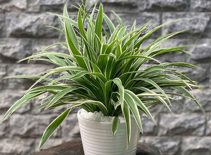 Việt Nam có loại cây được ví như 