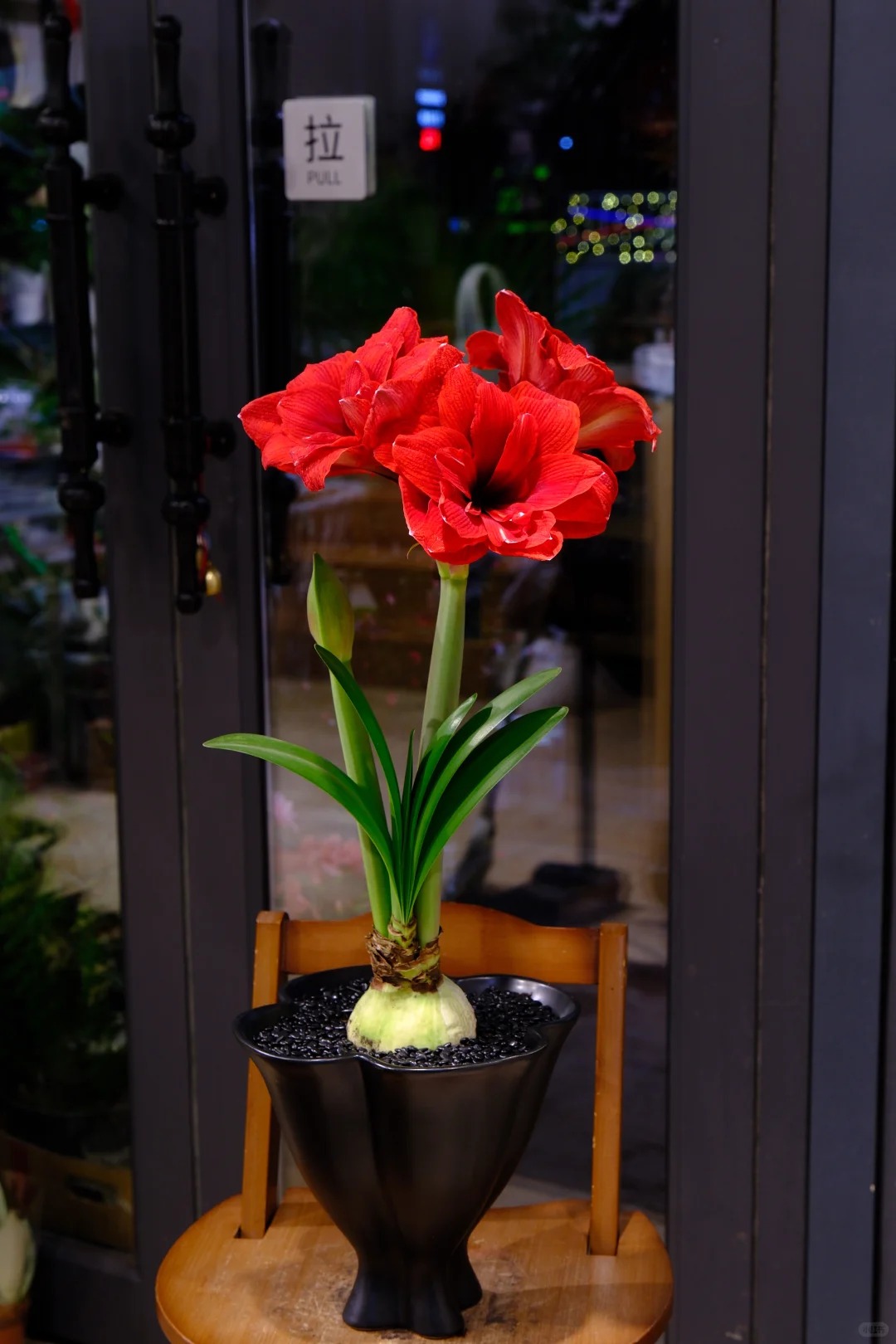 Nhiều chị em đang mê đắm loài hoa này: Cắm bình cũng đẹp, để cả chậu cũng sang, Tết nhìn là thấy giàu- Ảnh 5.