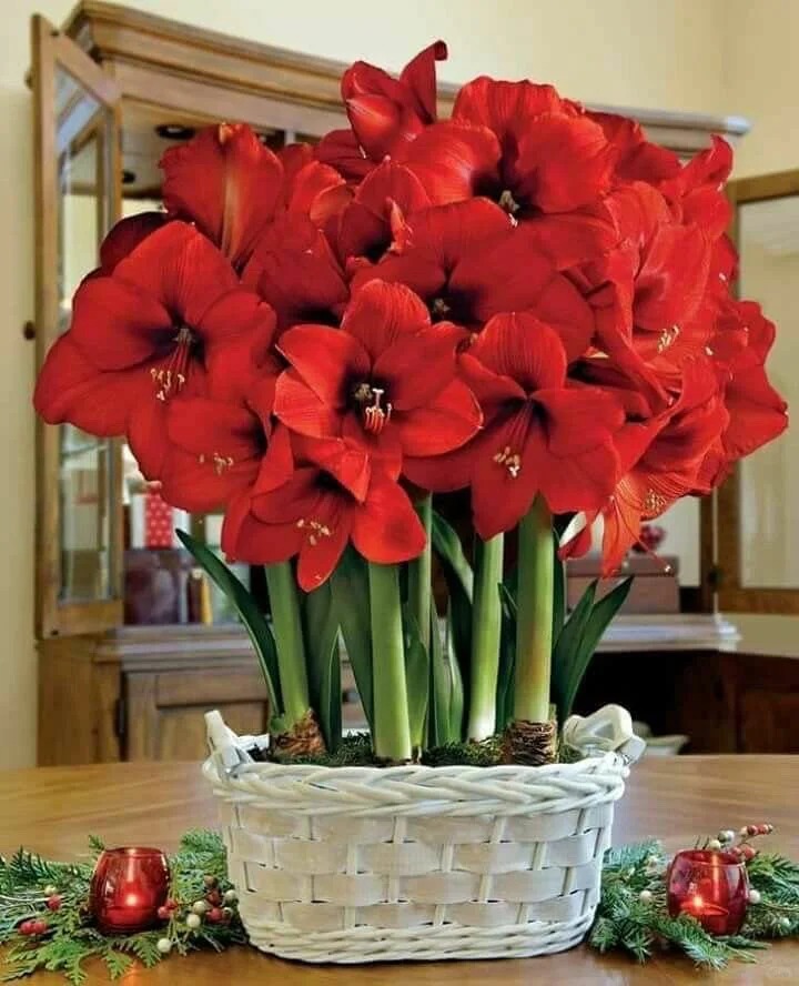 Nhiều chị em đang mê đắm loài hoa này: Cắm bình cũng đẹp, để cả chậu cũng sang, Tết nhìn là thấy giàu- Ảnh 6.