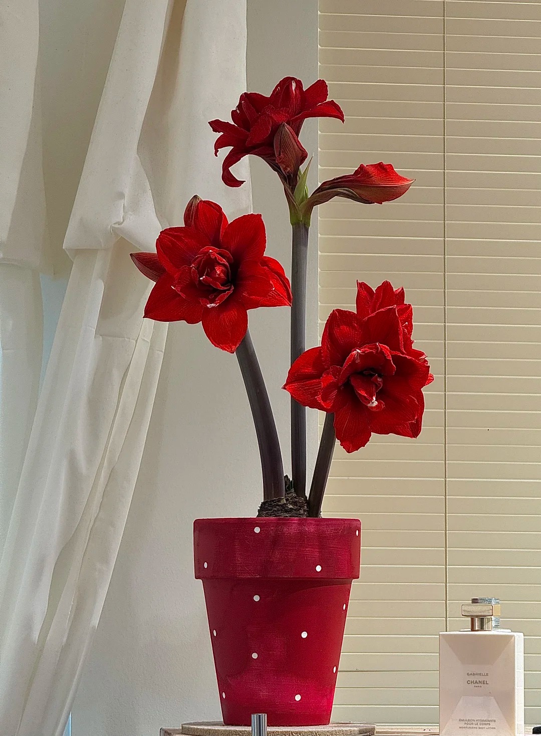 Nhiều chị em đang mê đắm loài hoa này: Cắm bình cũng đẹp, để cả chậu cũng sang, Tết nhìn là thấy giàu- Ảnh 10.