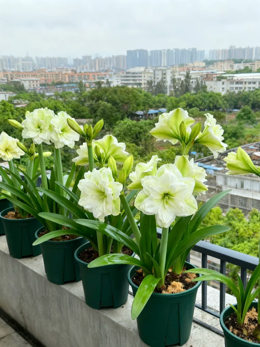 Nhiều chị em đang mê đắm loài hoa này: Cắm bình cũng đẹp, để cả chậu cũng sang, Tết nhìn là thấy giàu- Ảnh 14.