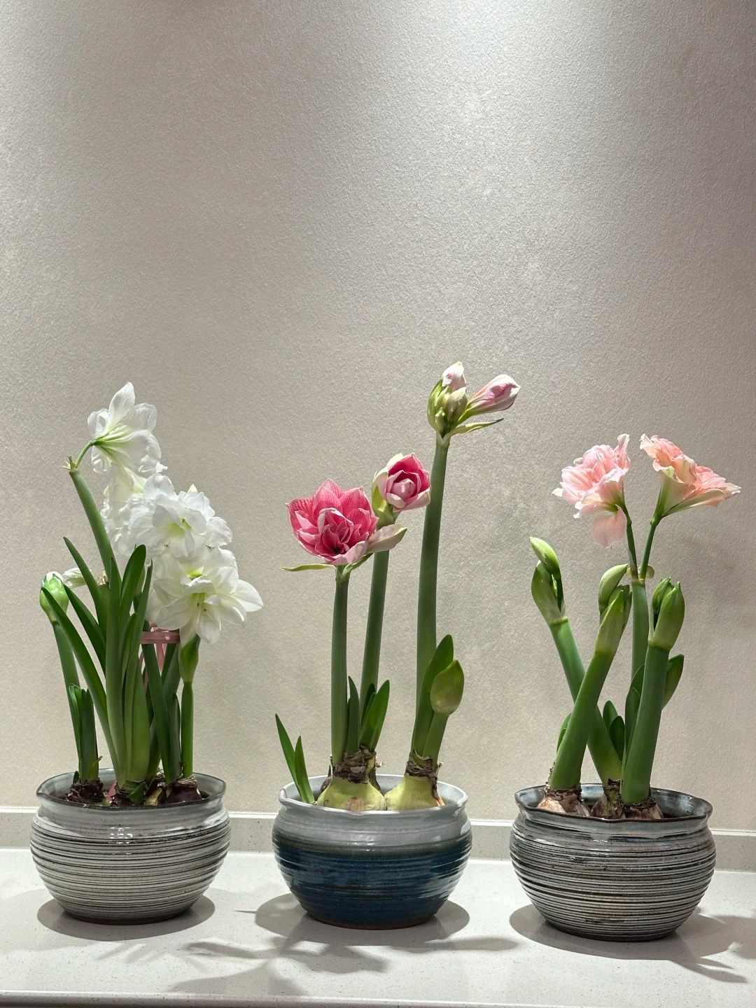 Nhiều chị em đang mê đắm loài hoa này: Cắm bình cũng đẹp, để cả chậu cũng sang, Tết nhìn là thấy giàu- Ảnh 25.