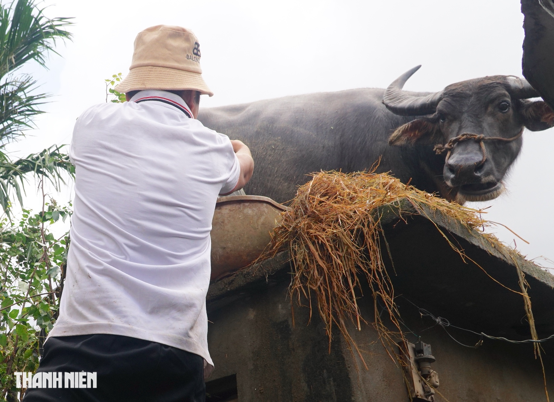 Vụ con trâu mắc kẹt trên mái nhà sau trận lũ lịch sử: Chủ trâu ra quyết định bất ngờ- Ảnh 2. Vụ con trâu mắc kẹt trên mái nhà sau trận lũ lịch sử: Chủ trâu ra quyết định bất ngờ- Ảnh 2.