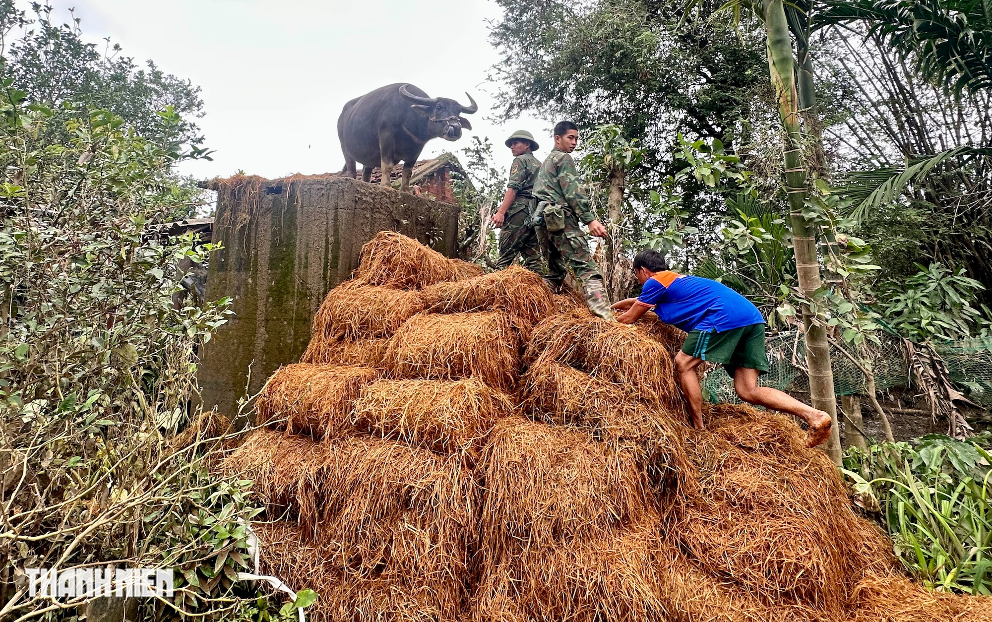 Vụ con trâu mắc kẹt trên mái nhà sau trận lũ lịch sử: Chủ trâu ra quyết định bất ngờ- Ảnh 3. Vụ con trâu mắc kẹt trên mái nhà sau trận lũ lịch sử: Chủ trâu ra quyết định bất ngờ- Ảnh 3.