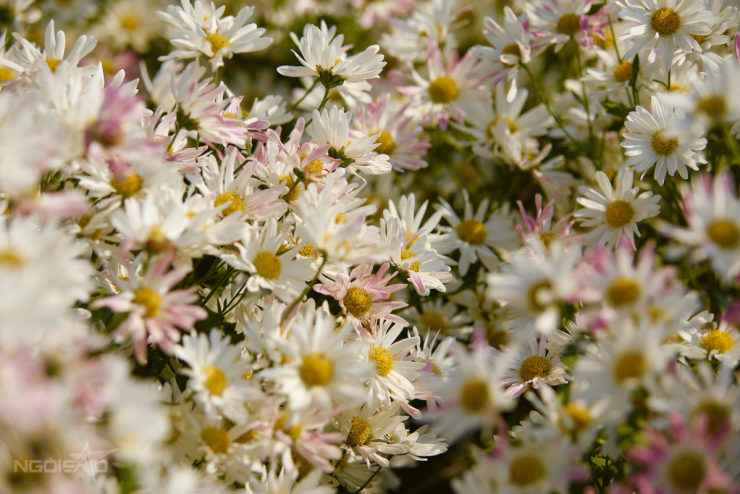 Cúc họa mi vào mùa, bãi đá sông Hồng kín khách check-in - 3