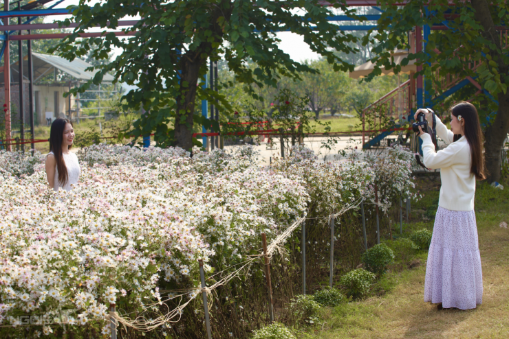 Cúc họa mi vào mùa, bãi đá sông Hồng kín khách check-in - 4