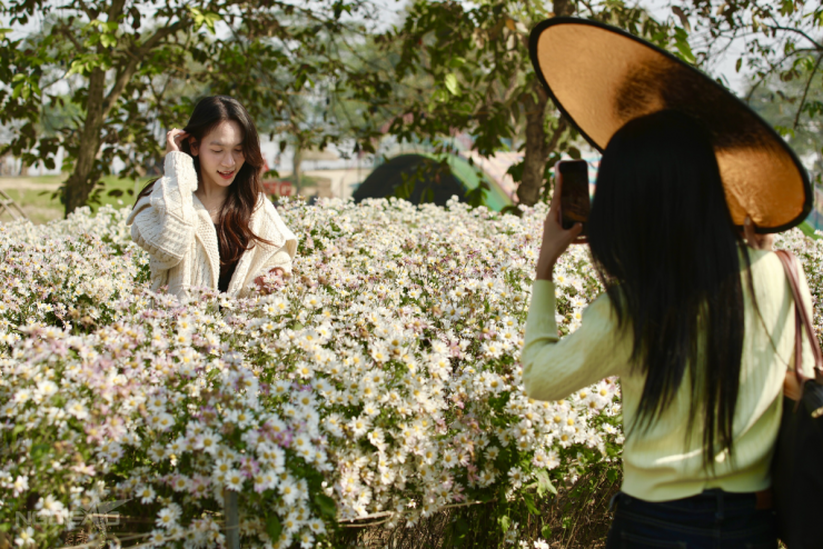 Cúc họa mi vào mùa, bãi đá sông Hồng kín khách check-in - 7