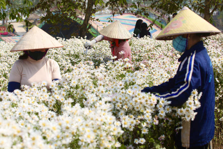 Cúc họa mi vào mùa, bãi đá sông Hồng kín khách check-in - 10