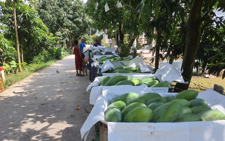 Trái xoài: Thực phẩm rất tốt cho mắt và sức khỏe tim mạch - Ảnh 2.