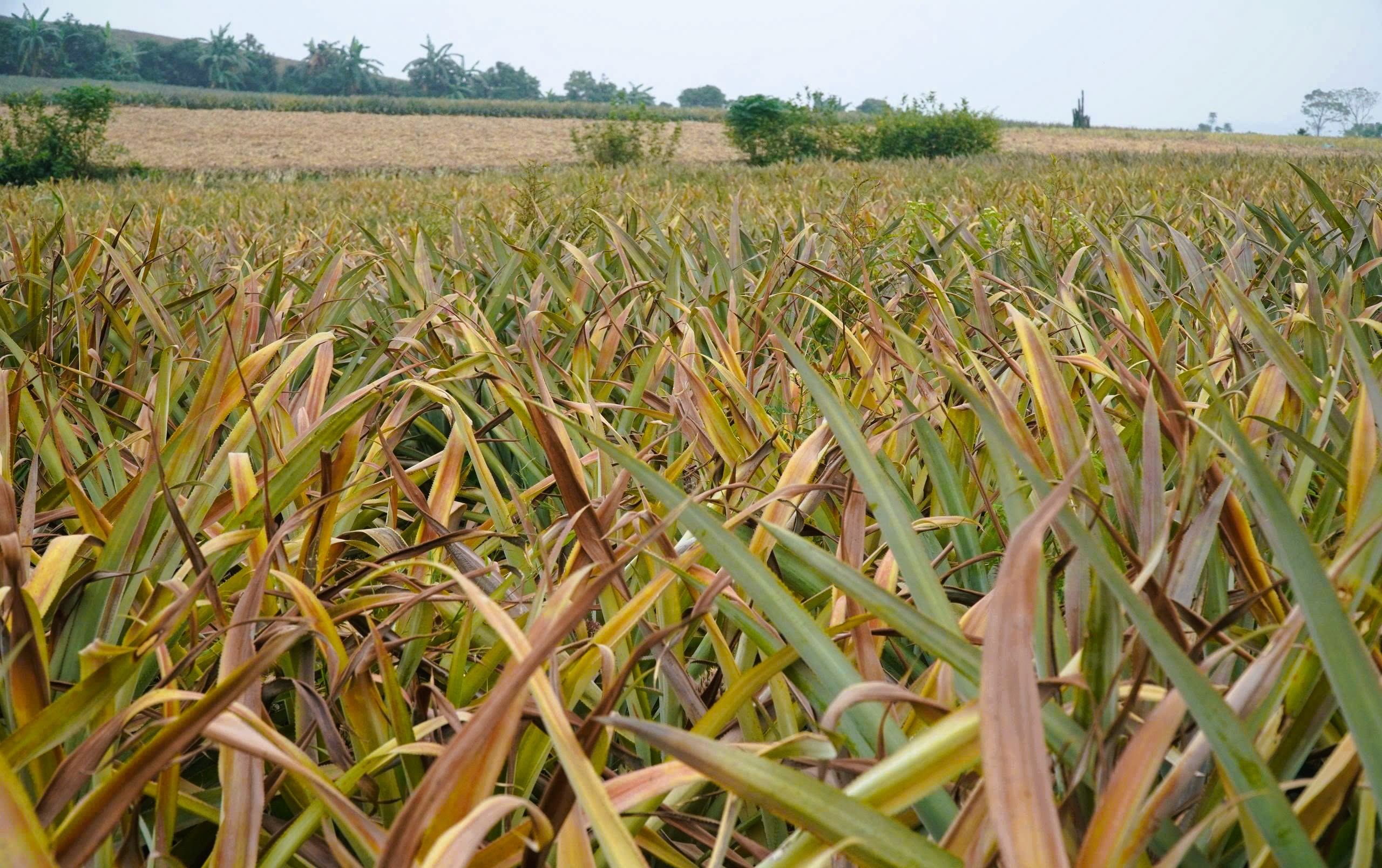 Cây dứa ở "thủ phủ" dứa Thanh Hóa bất ngờ chết hàng loạt 2 Cây dứa ở