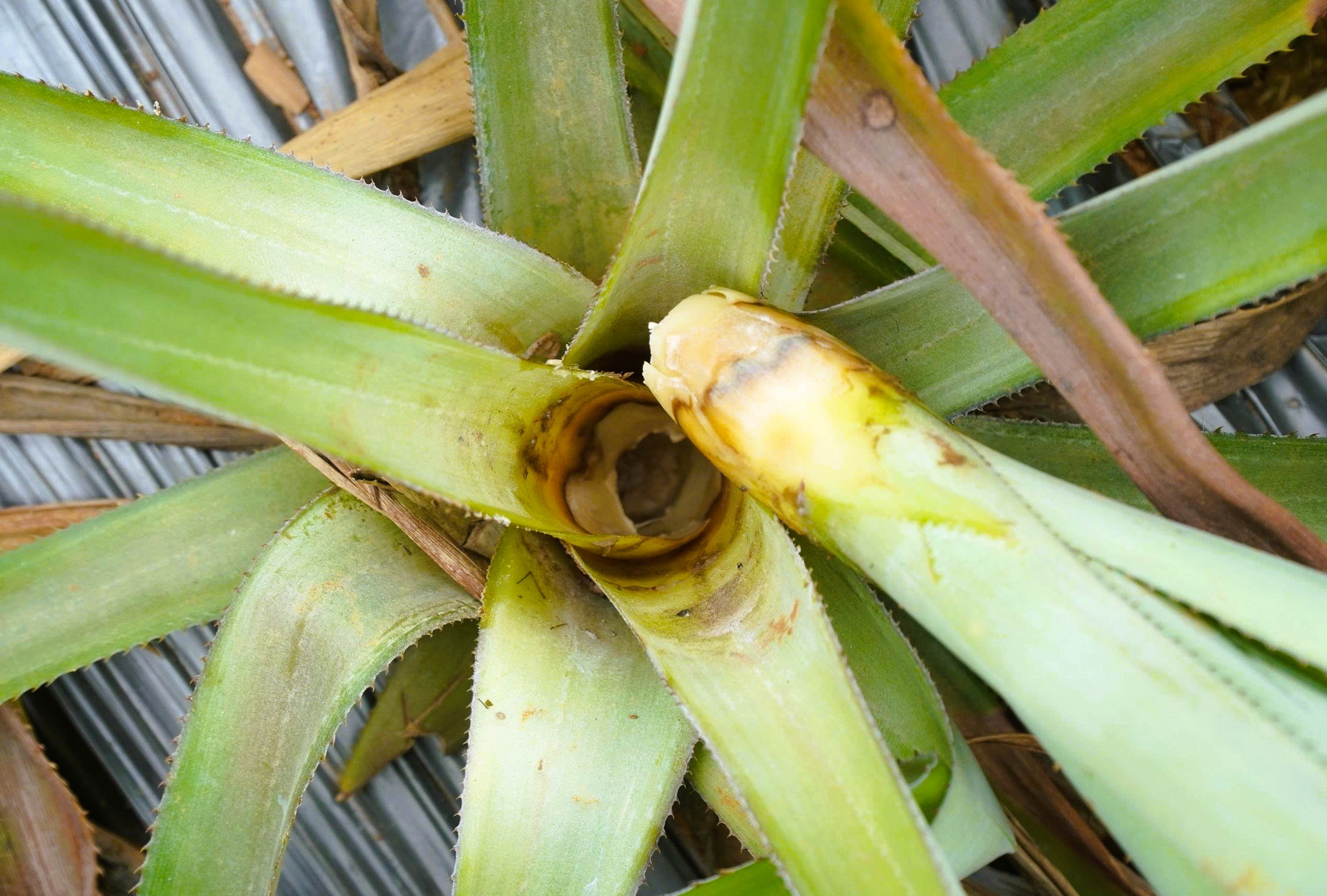 Cây dứa ở "thủ phủ" dứa Thanh Hóa bất ngờ chết hàng loạt 3 Cây dứa ở