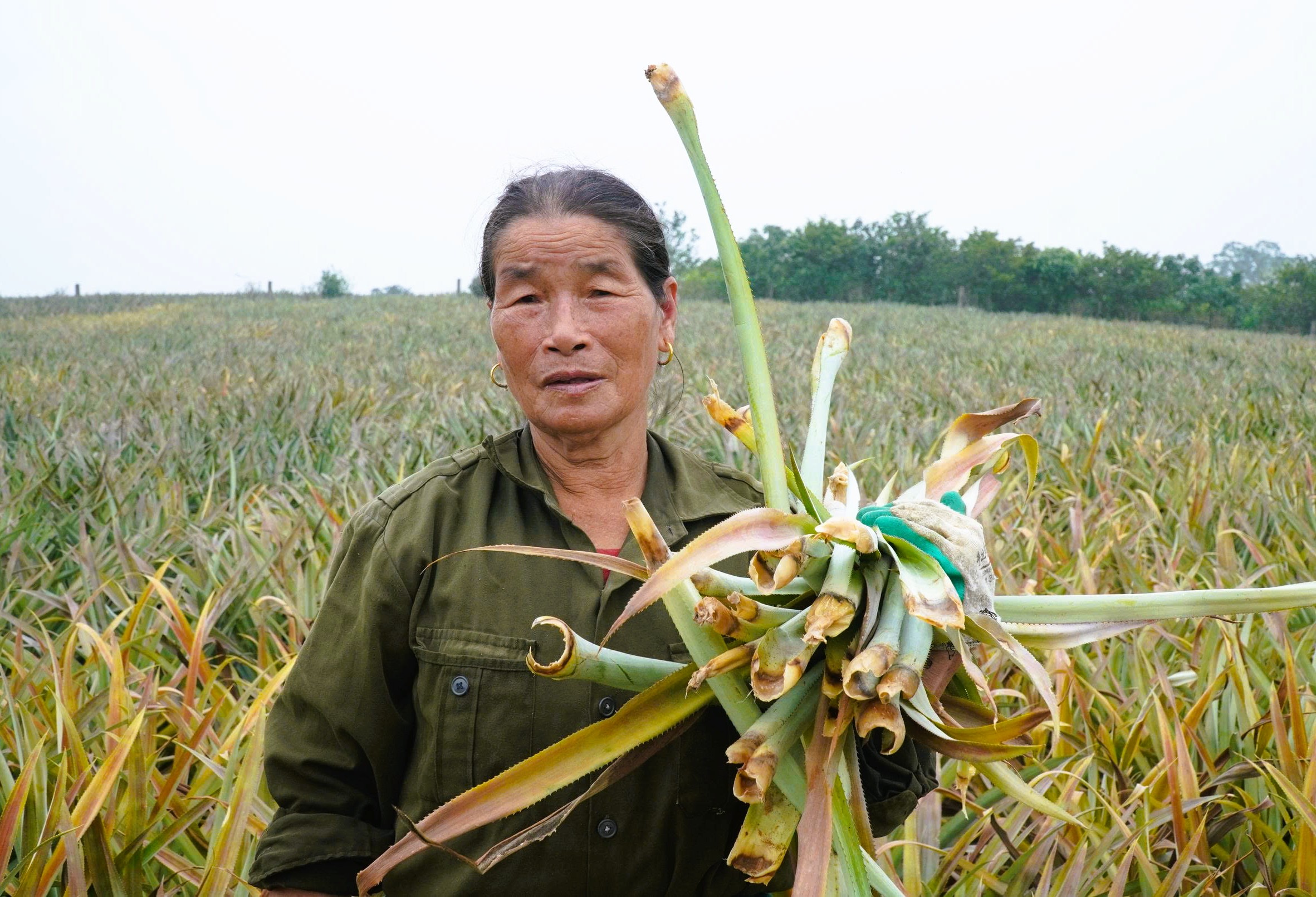 Cây dứa ở "thủ phủ" dứa Thanh Hóa bất ngờ chết hàng loạt 4 Cây dứa ở