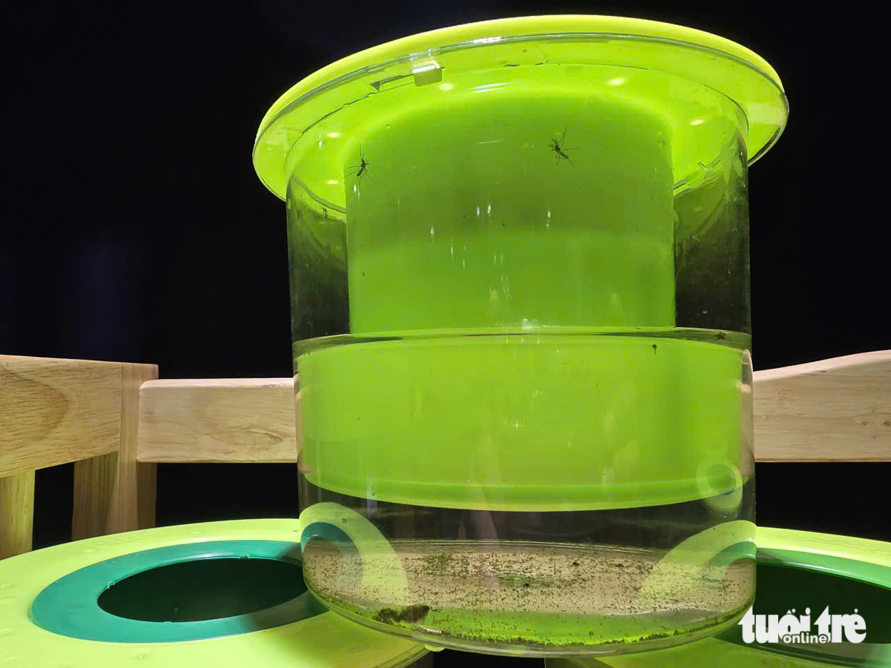 bẫy muỗi - Ảnh 3.