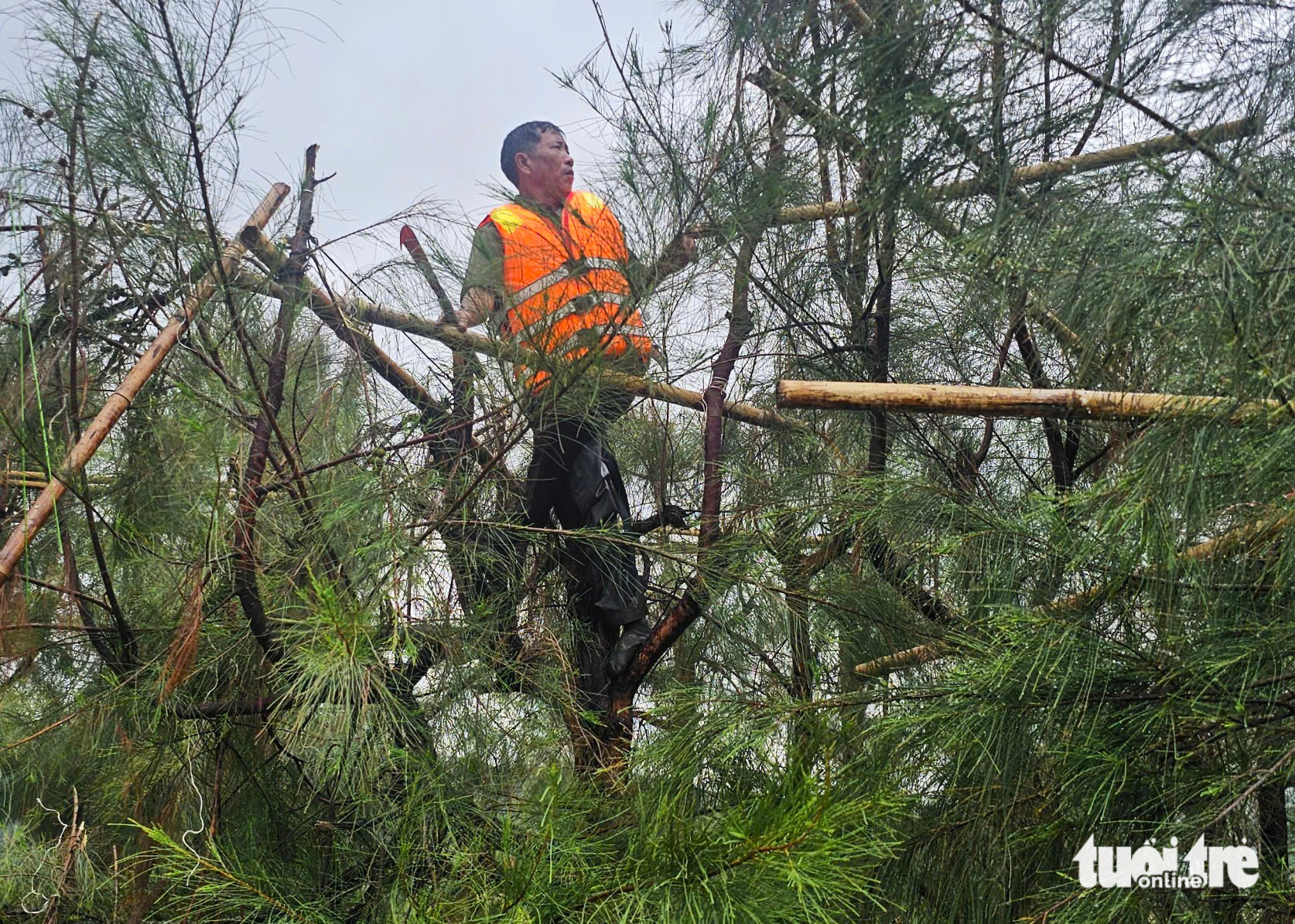 chim trời - Ảnh 3.