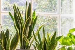 6 loại cây trồng trong nhà giúp thanh lọc không khí, ngừa nấm mốc độc hại