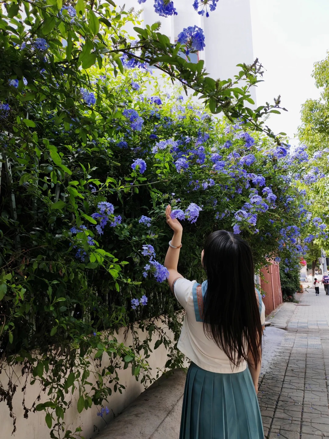 Hoa thanh xà đang được hội mê cây săn lùng: Dễ trồng, dễ “bùng nở”, góc nhà lên hình đẹp như trời Tây- Ảnh 7.
