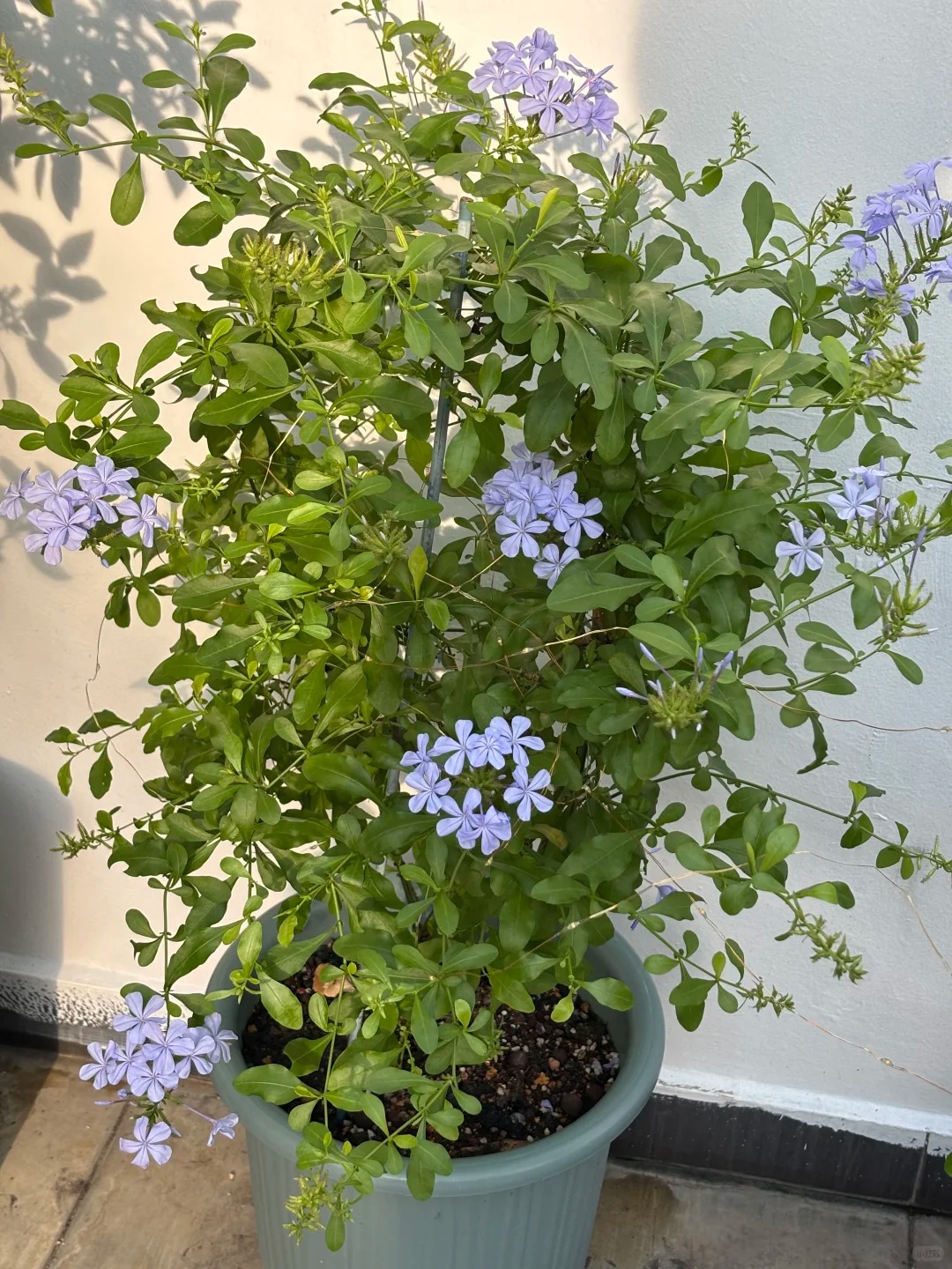 Hoa thanh xà đang được hội mê cây săn lùng: Dễ trồng, dễ “bùng nở”, góc nhà lên hình đẹp như trời Tây- Ảnh 13.