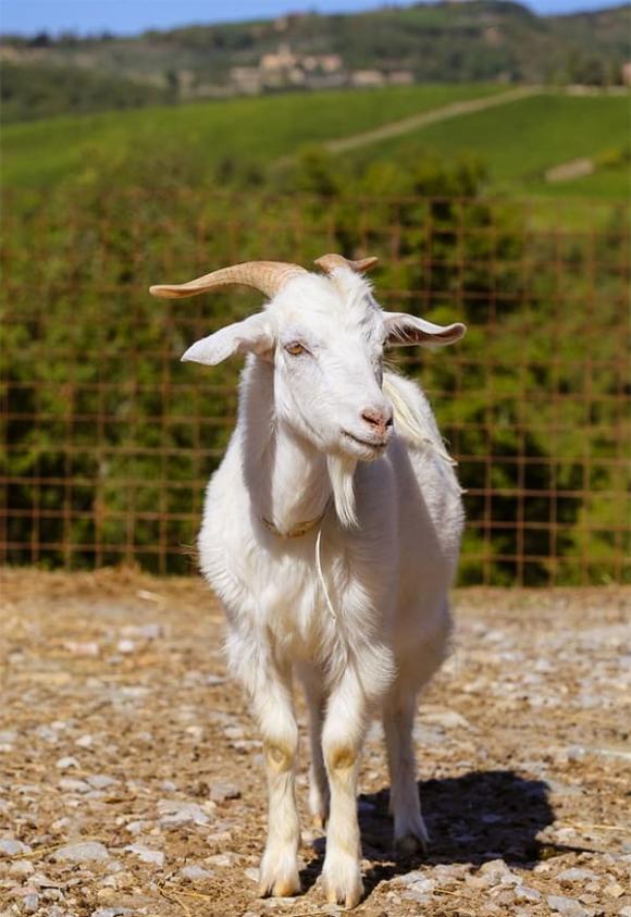 Tử vi, con giáp, tử vi hàng ngày, tử vi ngày 3/12/2025