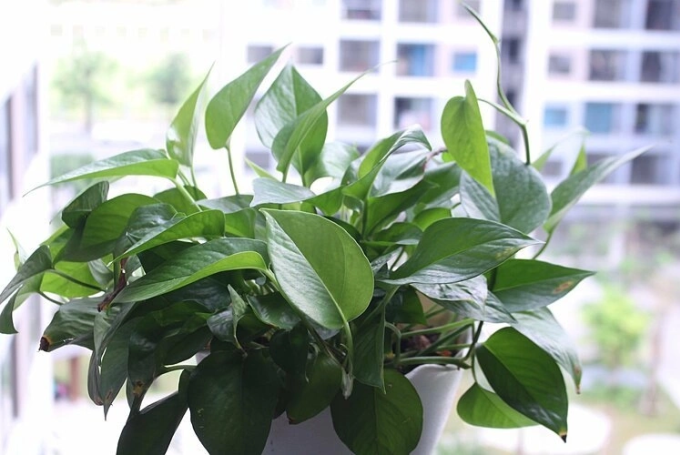 Cây trầu bà. Ảnh: Szupervumen