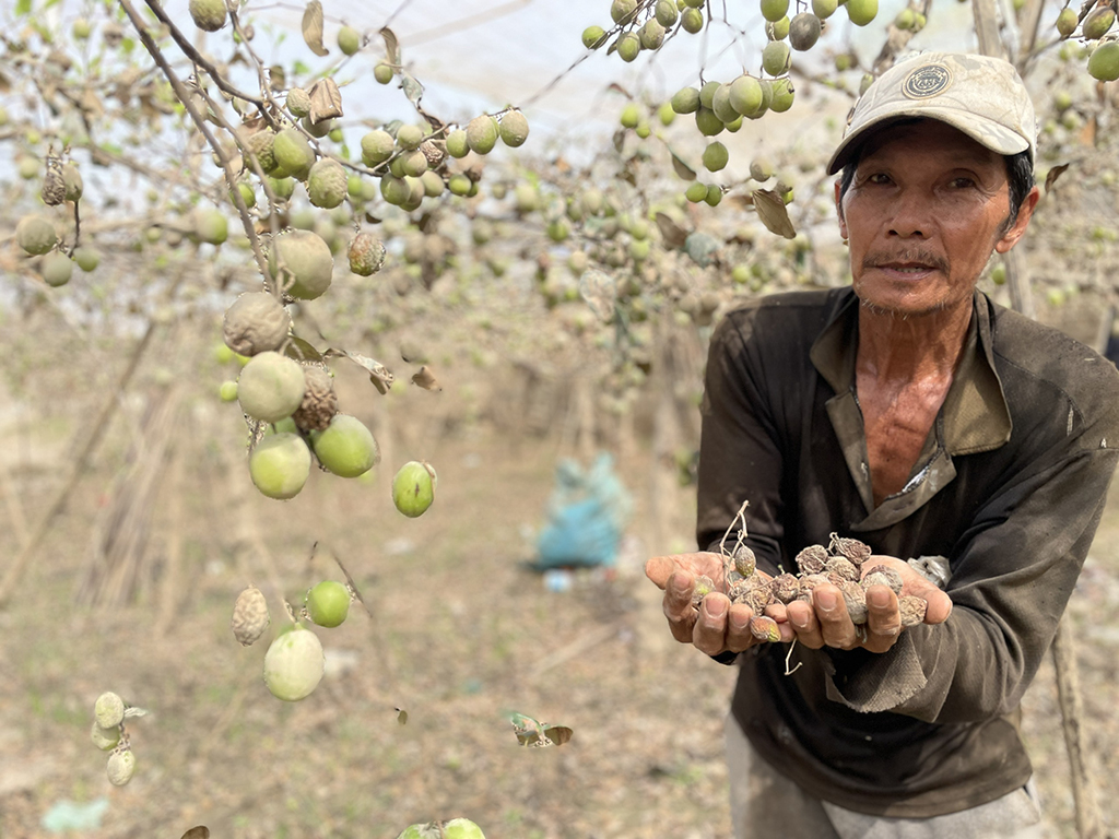 Thủ phủ nho, táo rũ bùn gượng dậy - Ảnh 1.