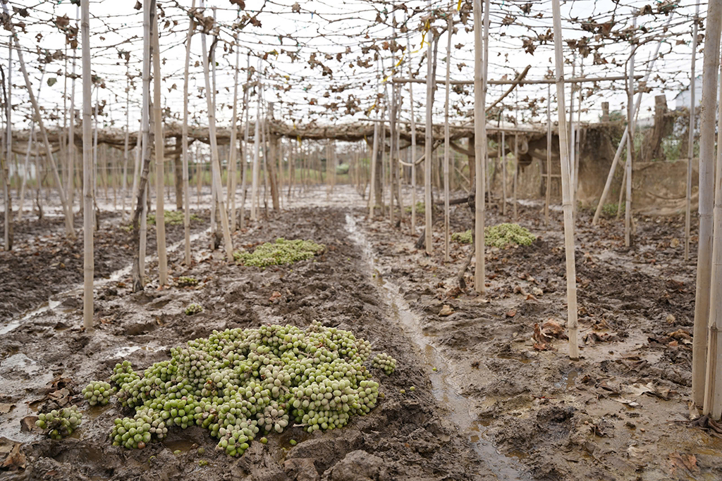 Thủ phủ nho, táo rũ bùn gượng dậy - Ảnh 9.