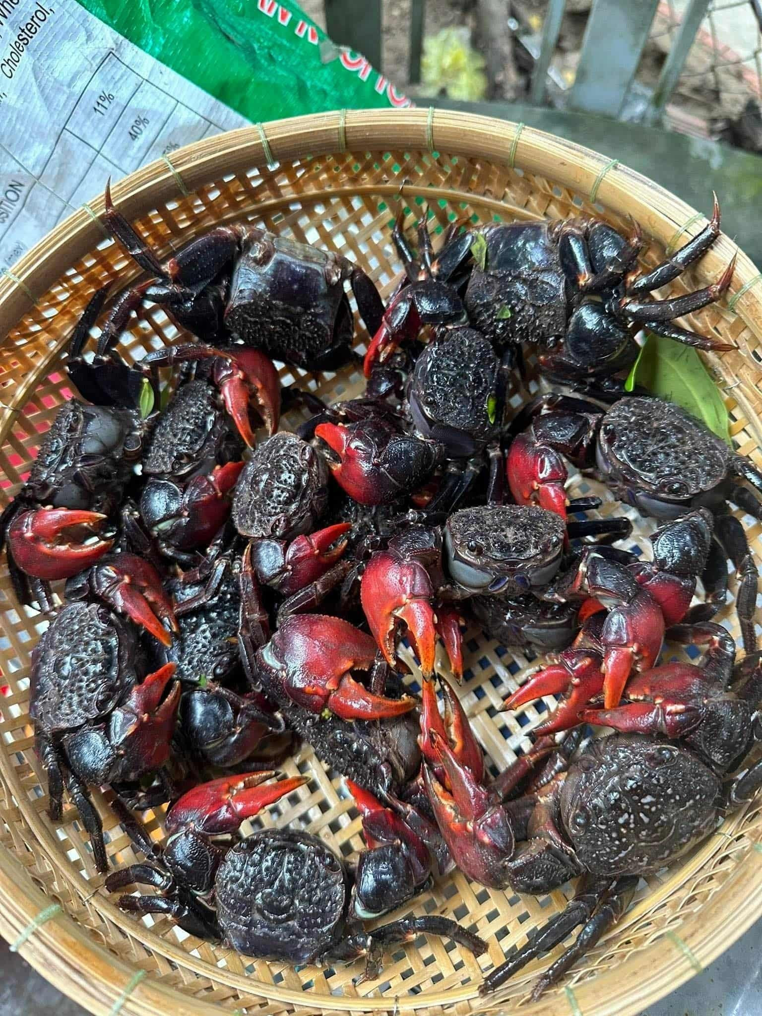 Đặc sản Vĩnh Long có tên "buồn rười rượi", khách sành ăn khen ngon, ngọt hơn cua 2 Chù ụ (phải) và ba khía (trái). Ảnh: Ngọc Lan, Nhiem Nguyen