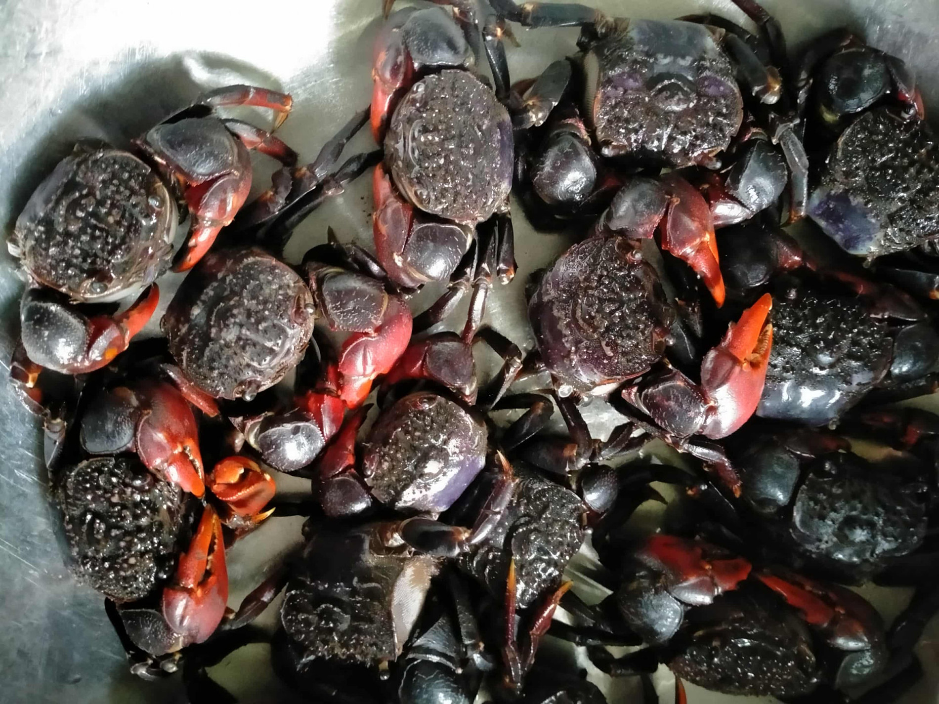 Đặc sản Vĩnh Long có tên "buồn rười rượi", khách sành ăn khen ngon, ngọt hơn cua 3 Đặc sản Vĩnh Long có tên amp;#34;buồn rười rượiamp;#34;, khách sành ăn khen ngon, ngọt hơn cua - 3