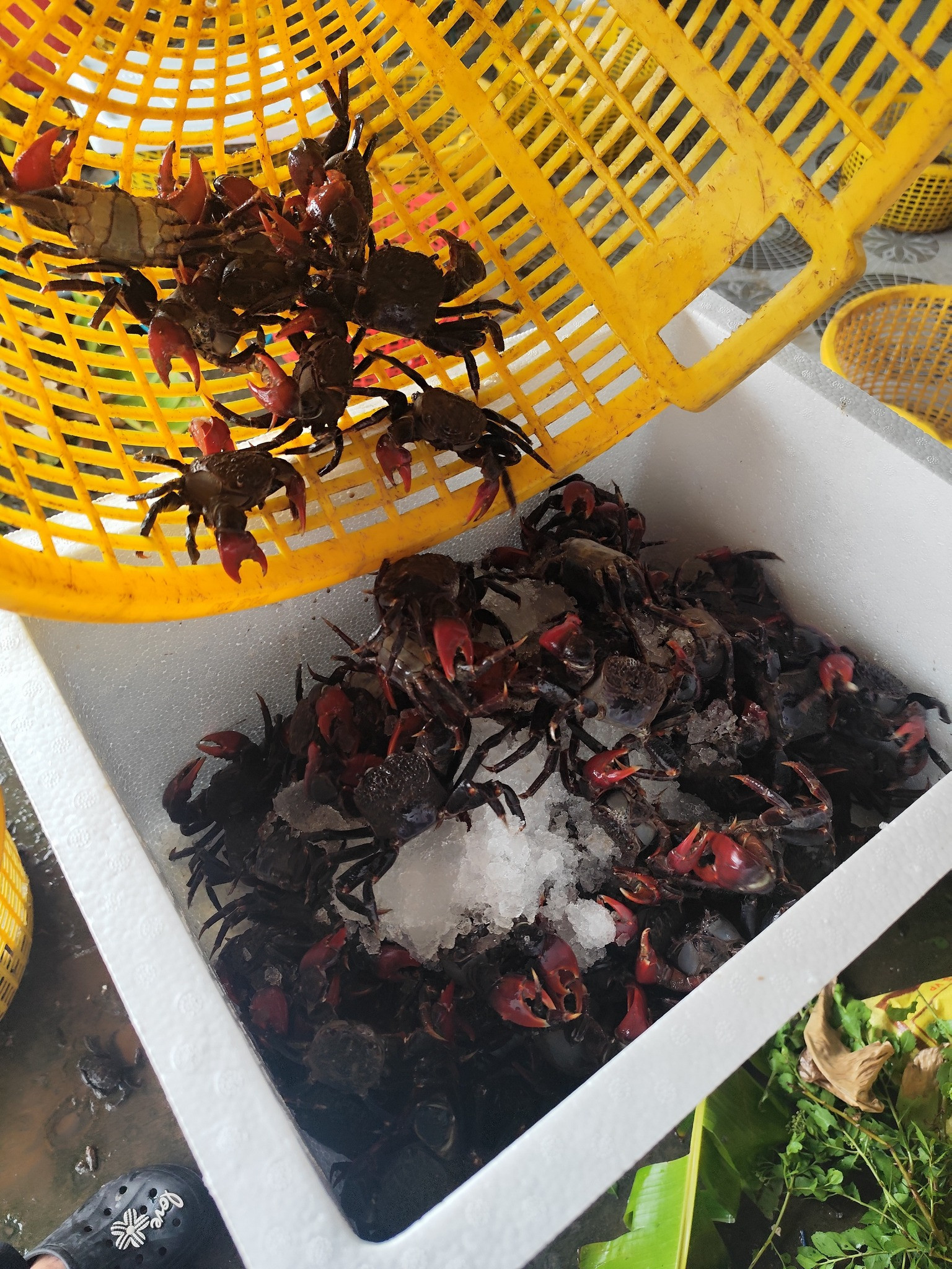 Đặc sản Vĩnh Long có tên "buồn rười rượi", khách sành ăn khen ngon, ngọt hơn cua 4 Đặc sản Vĩnh Long có tên amp;#34;buồn rười rượiamp;#34;, khách sành ăn khen ngon, ngọt hơn cua - 4