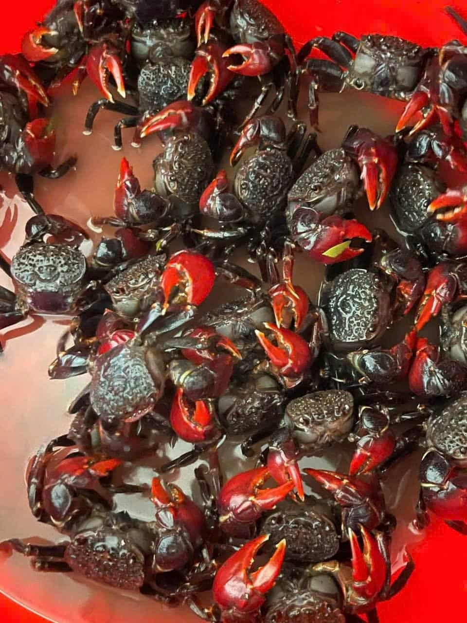 Đặc sản Vĩnh Long có tên "buồn rười rượi", khách sành ăn khen ngon, ngọt hơn cua 5 Trong điều kiện nhiệt độ thường, chù ụ chỉ sống được khoảng 1 ngày. Nếu muốn vận chuyển đi xa, người ta phải ướp lạnh để giữ được độ tươi ngon. Ảnh: Tuyền ba khía, Nhiem Nguyen