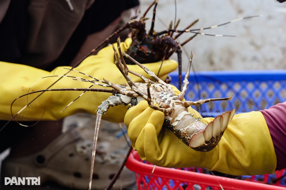 Nước mắt vịnh tôm hùm và những vụ mùa tiền tỷ đặt cược vào ông trời - 3 Nước mắt vịnh tôm hùm và những vụ mùa tiền tỷ đặt cược vào ông trời - 3
