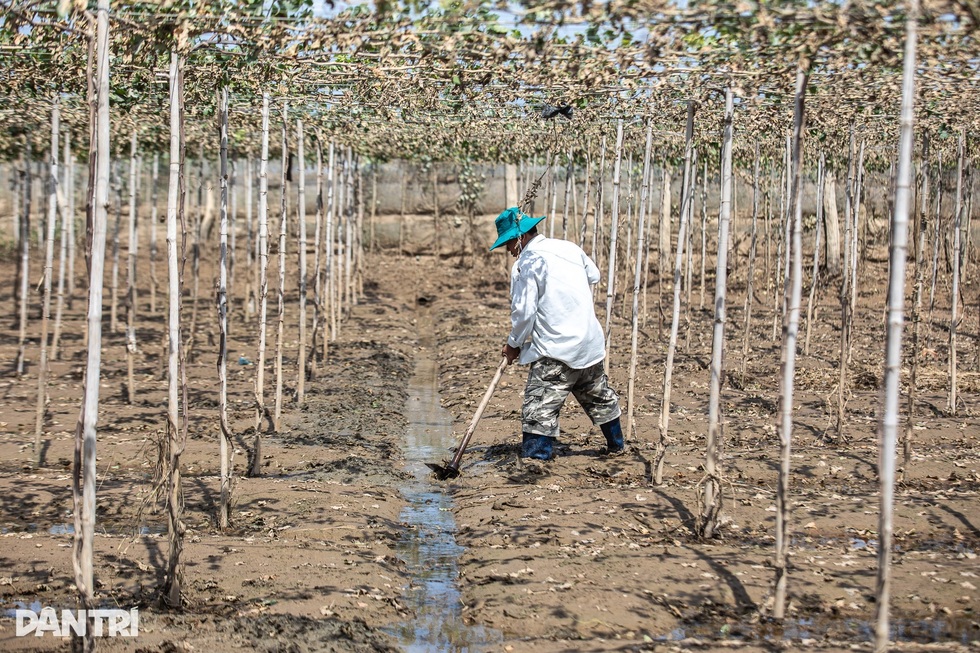 Nước mắt vịnh tôm hùm và những vụ mùa tiền tỷ đặt cược vào ông trời - 5