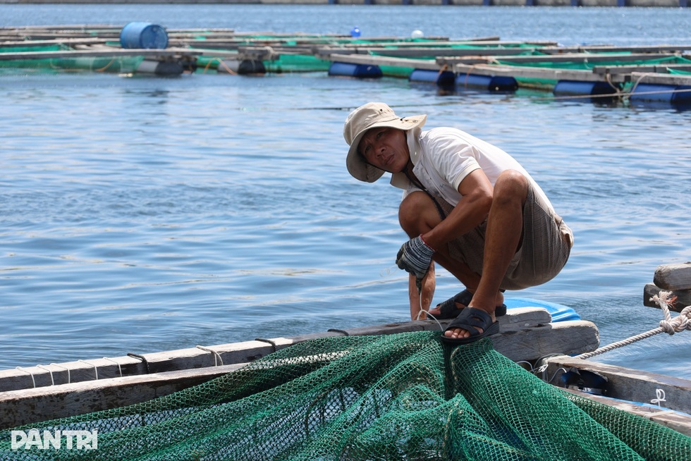 Nước mắt vịnh tôm hùm và những vụ mùa tiền tỷ đặt cược vào ông trời - 14 Nước mắt vịnh tôm hùm và những vụ mùa tiền tỷ đặt cược vào ông trời - 14
