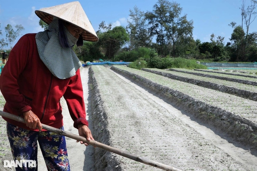 Nước mắt vịnh tôm hùm và những vụ mùa tiền tỷ đặt cược vào ông trời - 16