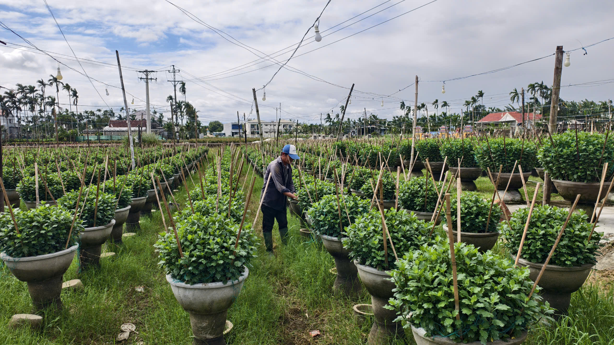 “Thủ phủ” hoa cúc miền Trung đứng ngồi không yên vì thời tiết thất thường - Ảnh 2.