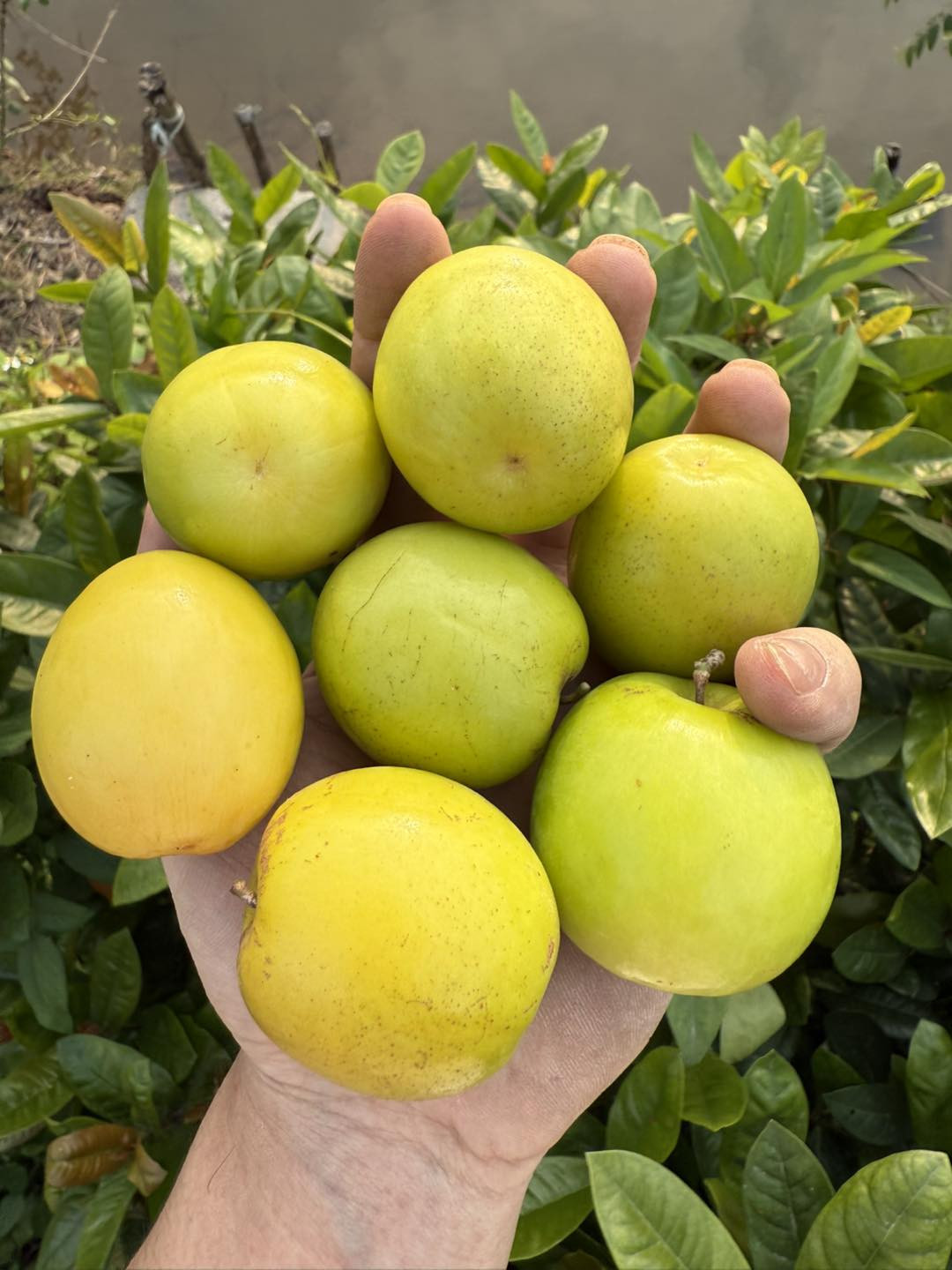 Đặc sản Hải Phòng trồng trên nền đất muối, vị ngọt như đường, ăn giòn mát - 3