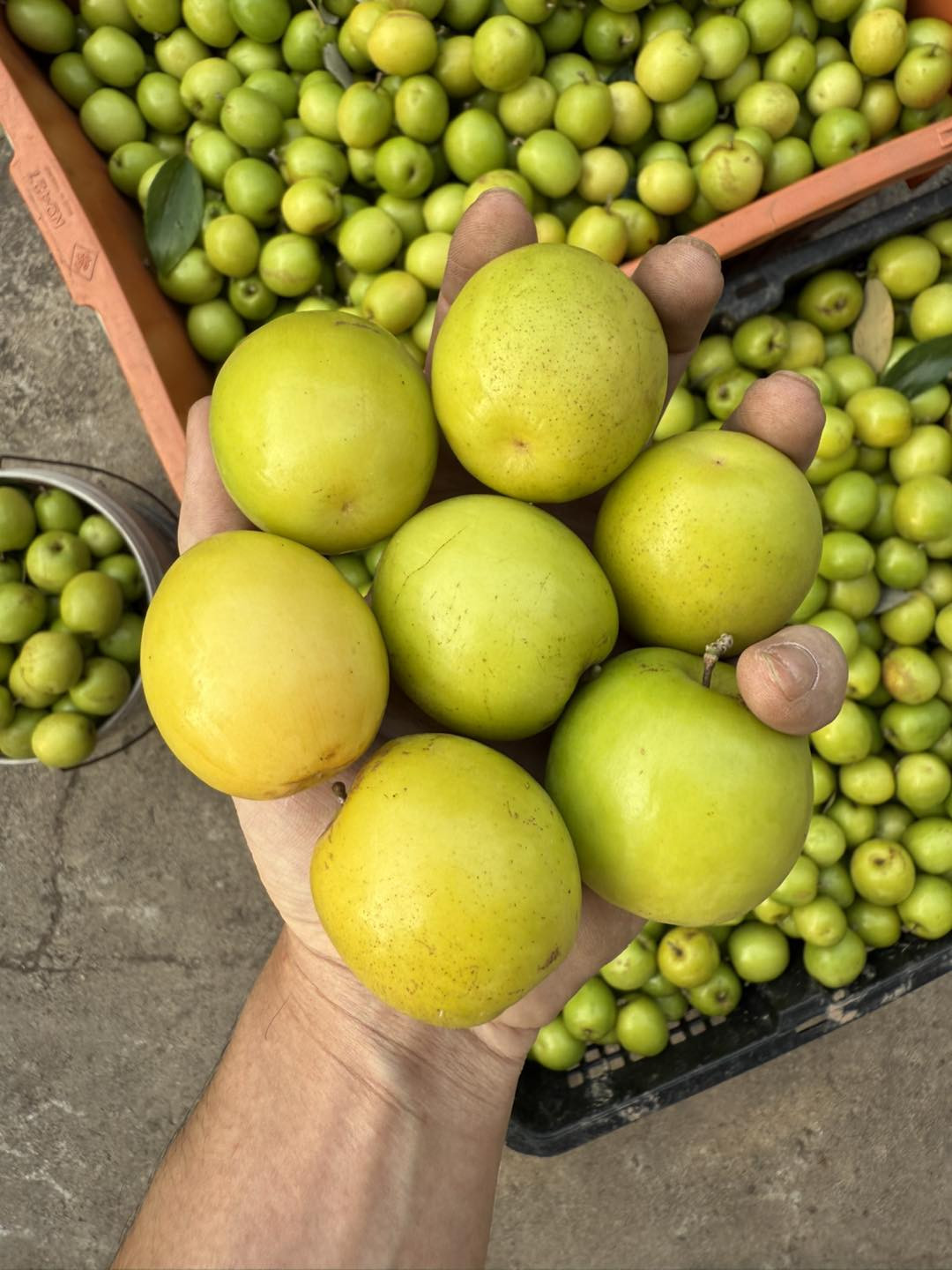 Táo muối được ví von là ngọt như đường cát, mát như đường phèn. Ảnh: Táo Bàng La Hải Phòng