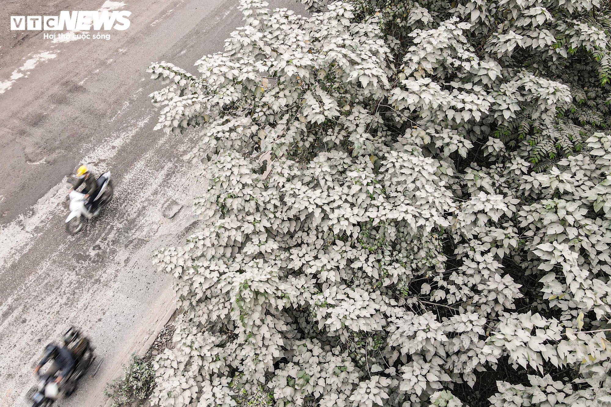 1764837949 959 Bao bui bao phu duong cua ngo Ha Noi cay