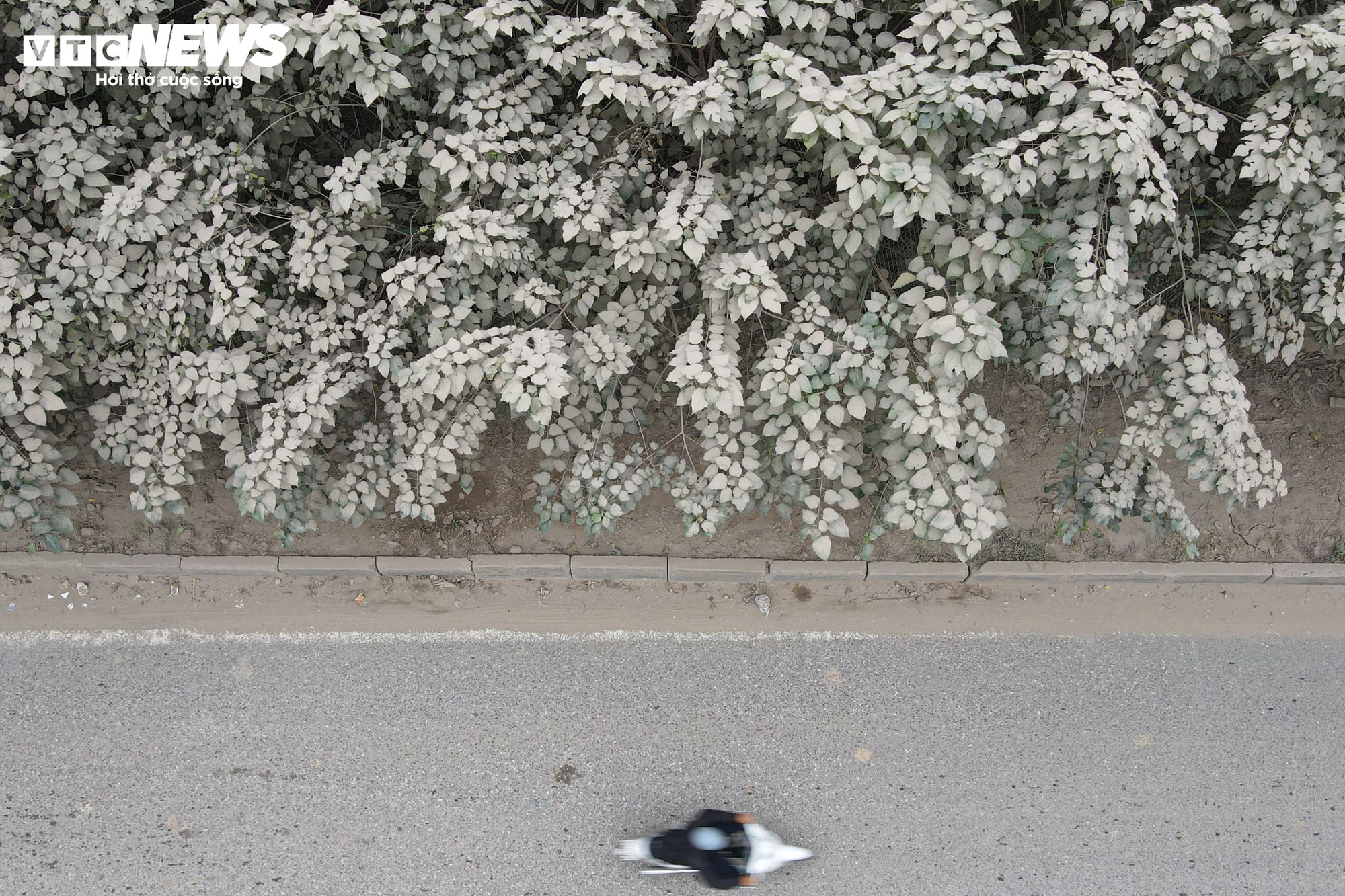 1764837958 19 Bao bui bao phu duong cua ngo Ha Noi cay