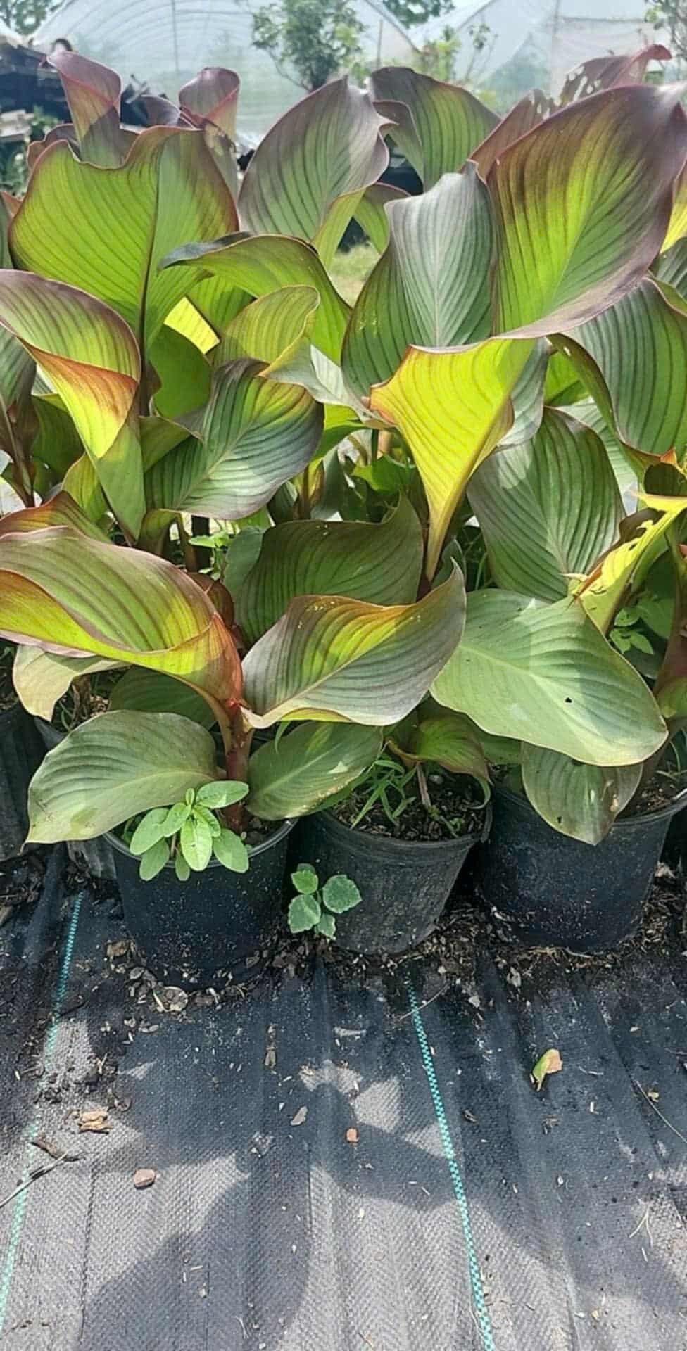 Thanh niên đăng clip ăn gừng luộc rưới sữa đặc giữ ấm mùa đông khiến toàn thể dân mạng... bị lừa!- Ảnh 12. Thanh niên đăng clip ăn gừng luộc rưới sữa đặc giữ ấm mùa đông khiến toàn thể dân mạng... bị lừa!- Ảnh 12.