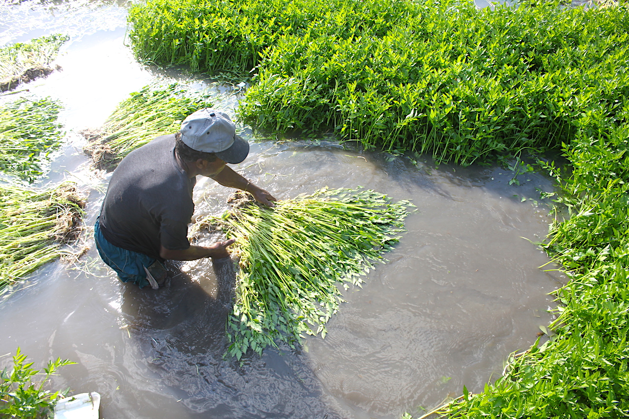 Việt Nam có loại rau ngọt như mì chính, chứa chất quý giúp giải độc cơ thể: Được bán đầy chợ vào mùa đông- Ảnh 3.