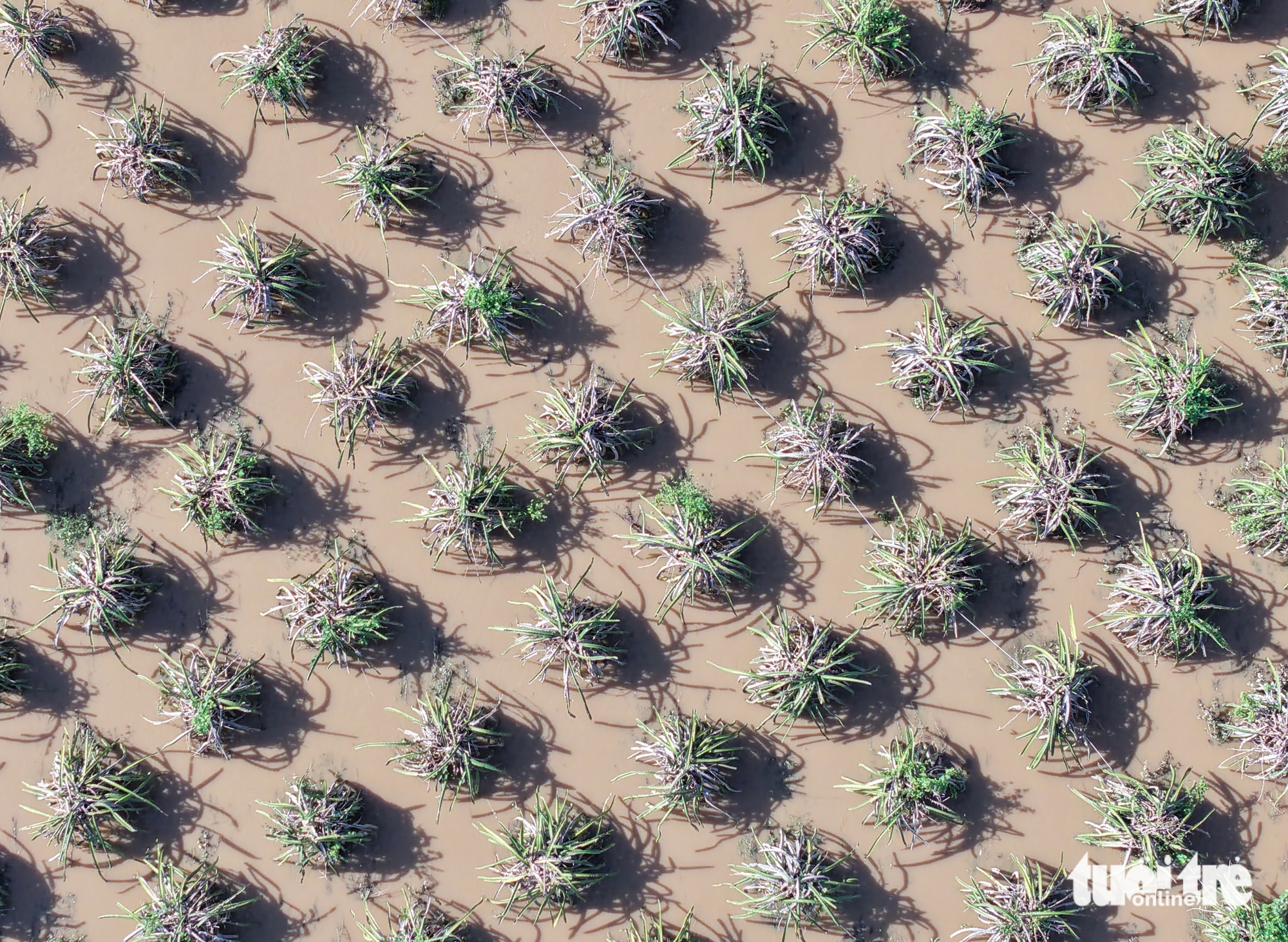 Nước lũ vẫn ngập sâu nhiều vùng Bình Thuận cũ- Ảnh 7. Nước lũ vẫn ngập sâu nhiều vùng Bình Thuận cũ- Ảnh 7.