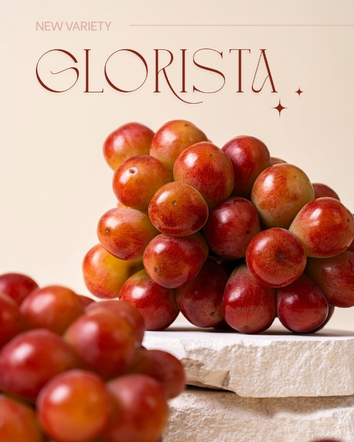 aT Center – Vietnam Airlines hợp tác quảng bá nho Hàn Quốc trên các chuyến bay quốc tế- Ảnh 4. aT Center – Vietnam Airlines hợp tác quảng bá nho Hàn Quốc trên các chuyến bay quốc tế- Ảnh 4.