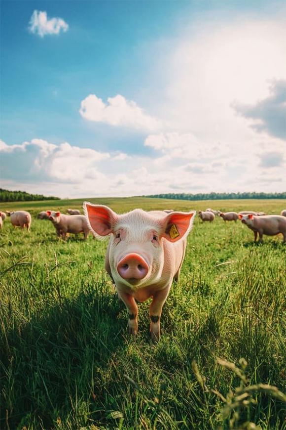 tu-vi-ngay-6-12-2025-cua-12-con-giap (4).jpg 0 Tử vi, con giáp, tử vi hàng ngày, tử vi ngày 6/12/2025