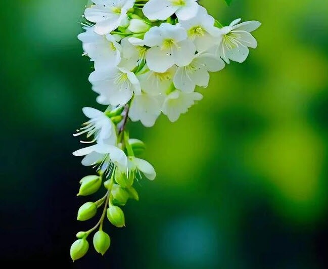 4 vị khách này đến nhà là dấu hiệu cuộc sống của bạn sẽ ngày càng thịnh vượng 2 4 vị khách này đến nhà là dấu hiệu cuộc sống của bạn sẽ ngày càng thịnh vượng - 2