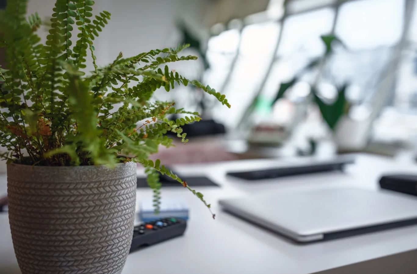 6 vị trí trong nhà tuyệt đối không được đặt cây: Số 3 khiến nhiều người 6 vị trí trong nhà tuyệt đối không được đặt cây: Số 3 khiến nhiều người